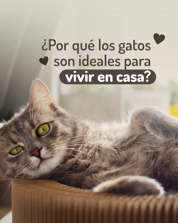 Compañeros tranquilos, limpios y súper adaptables. Los gatos tienen todo para hacer de tu casa un lugar más simple (y más lindo también). - imagen 1