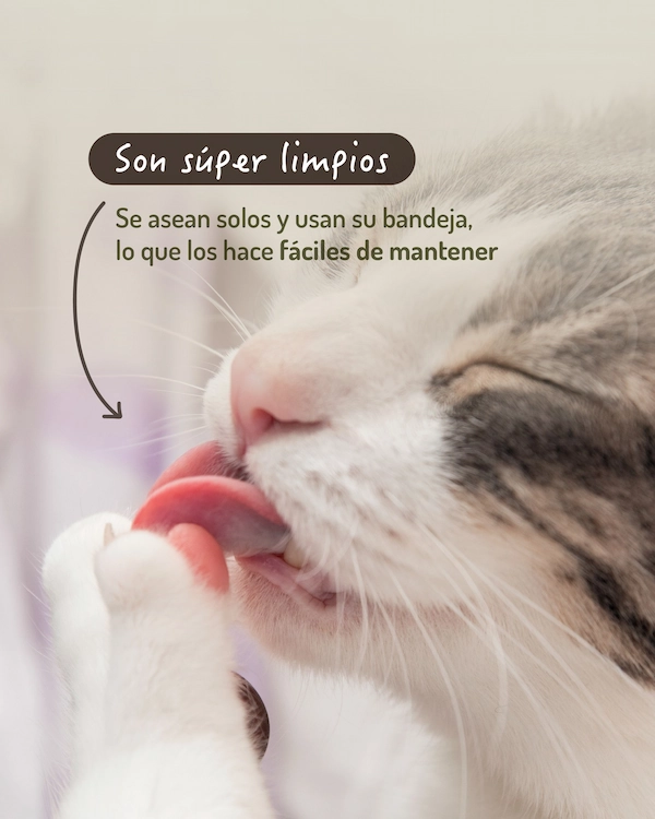 Compañeros tranquilos, limpios y súper adaptables. Los gatos tienen todo para hacer de tu casa un lugar más simple (y más lindo también). - imagen 2