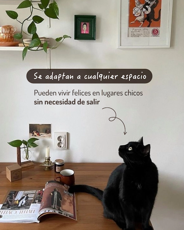 Compañeros tranquilos, limpios y súper adaptables. Los gatos tienen todo para hacer de tu casa un lugar más simple (y más lindo también). - imagen 3