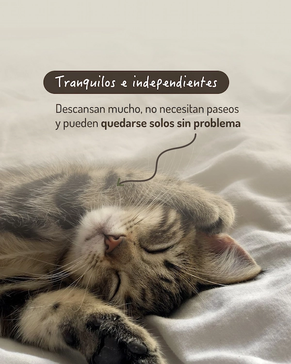 Compañeros tranquilos, limpios y súper adaptables. Los gatos tienen todo para hacer de tu casa un lugar más simple (y más lindo también). - imagen 4