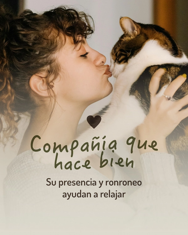 Compañeros tranquilos, limpios y súper adaptables. Los gatos tienen todo para hacer de tu casa un lugar más simple (y más lindo también). - imagen 5